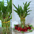 Generic 6 8 inches Lucky Bamboo Plants Each, Free Butterfly Stake, Gift, Feng Shui, Indoor Plant, Bring Good Luck