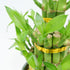 Elegant Ceramic Container with Classic Lucky Bamboo Tower - Green, One Size