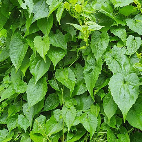 Wildcrafted Jamaican Guaco Mikania - Air-Dried Alkaline Herb