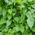Wildcrafted Jamaican Guaco Mikania - Air-Dried Alkaline Herb