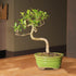 4 5-8 Inches Brussel's Bonsai - Live Golden Gate Ficus Bonsai Tree in Ceramic Bonsai Pot, Indoor Bonsai Plant, Years