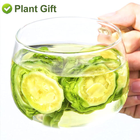 Linn.16oz Greenlike Bitter Melon FruitKu Gua GanFruit of Momordica charantia