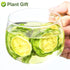 Linn.16oz Greenlike Bitter Melon FruitKu Gua GanFruit of Momordica charantia