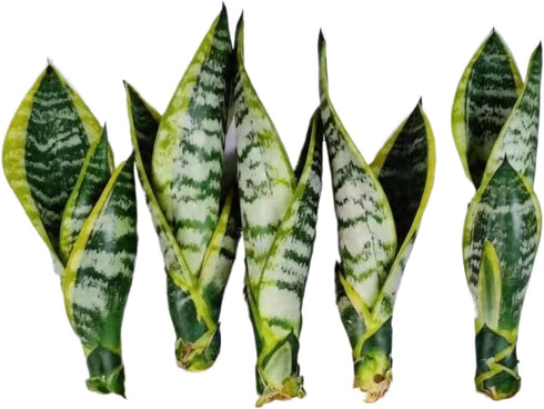 generic Live Variegated Snake Plant Fully Rooted Sansevieria Superba, Low Light Tolerant, Air