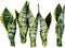 generic Live Variegated Snake Plant Fully Rooted Sansevieria Superba, Low Light Tolerant, Air