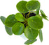 Chinese Money Plant Live (Pilea Peperomioides) in White Geometric Self-Watering Planter, Modern Indoor Houseplant