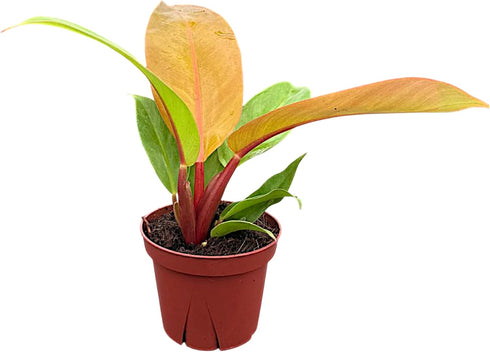 CoollectivePlants Philodendron Tangerine | Live Indoor Houseplant in 4" Pot, Easy Care,