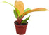 CoollectivePlants Philodendron Tangerine | Live Indoor Houseplant in 4" Pot, Easy Care,