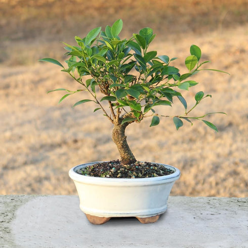 4 5-8 Inches Brussel's Bonsai - Live Golden Gate Ficus Bonsai Tree in Ceramic Bonsai Pot, Indoor Bonsai Plant, Years