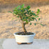 4 5-8 Inches Brussel's Bonsai - Live Golden Gate Ficus Bonsai Tree in Ceramic Bonsai Pot, Indoor Bonsai Plant, Years