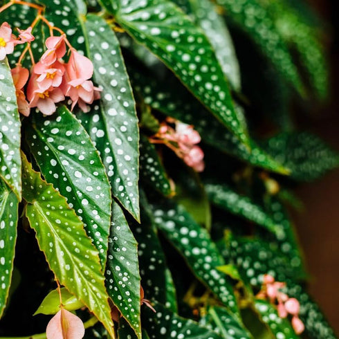 4 4 8 Combo Begonias Houseplant Live Indoor, Angel Wing Begonia Maculata Live Plant, Polka Dot Begonias Live Plants