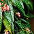 4 4 8 Combo Begonias Houseplant Live Indoor, Angel Wing Begonia Maculata Live Plant, Polka Dot Begonias Live Plants