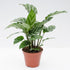 Calathea Freddie - 3 Live Plants in 4 Inch Growers Pots -