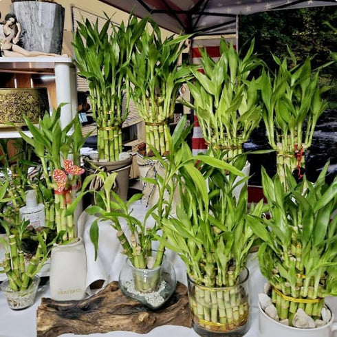 Generic 30 Lucky Bamboo 10 Each Size 4" 6" 8" with 3 Butterfly