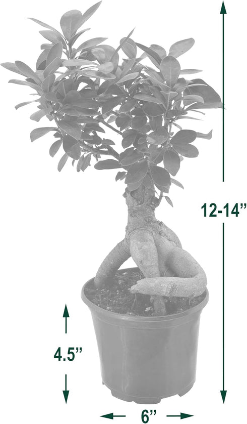 Arcadia Garden Products LV62 6 6 Inch, Ginseng Ficus Live Indoor Bonsai Plant in in. Plastic Grower Pot, Green *Sold By