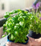 Generic Live Sweet Basil Plant Edible Culinary Herbs in 3.5 Pot, Fragrant and