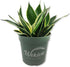 Lotus Snake Plant - 1 Live Plant in a 4 Inch Growers