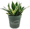 Lotus Snake Plant - 3 Live Plants in 4 Inch Growers Pots