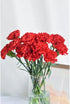 38 Red Carnation Flowers Hydroponic Flower Arrangement Mothers Day Gift Home Decor Birthday Anniversary Healing
