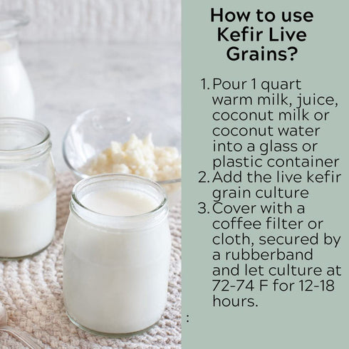 Fresh Live Milk Kefir Grains Probiotic Starter Cultures