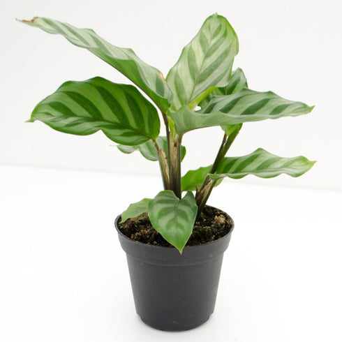 3 4 Inch Calathea Freddie - Live Plants in Growers Pots - Calathea Concinna 'Freddie' - Beautiful and Elegant Easy Care