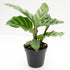 3 4 Inch Calathea Freddie - Live Plants in Growers Pots - Calathea Concinna 'Freddie' - Beautiful and Elegant Easy Care