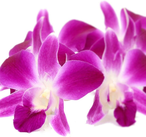TastePadThai Fresh Loose Purple Dendrobium Orchid Blossoms 50 ct.