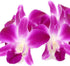 TastePadThai Fresh Loose Purple Dendrobium Orchid Blossoms 50 ct.