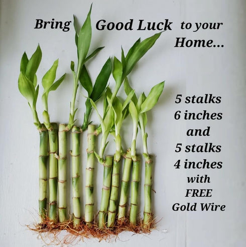 Generic 10 5x4 5x6, Lucky Bamboo Stalks and Just add Water, No Green Thumb Required, Indoor Perennial Plants, Ideal