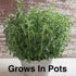 (2 Natural Herbal Live Zero Calorie Sugar Replacement. Stevia Plants. Sweet Leaf, Sugar Leaf, Natural Sugar Substitute