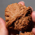 ENFGDT 1.7in Set, Natural Chinese Wenwan Walnut, Chinese Walnuts Fidget, Premium Wenwan Walnut Care Brush Meaningful
