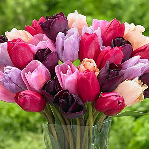 yunakesa Tulip Triumph Bulbs (MTB) (Purple Lady Mix)