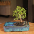 4 8 12 Inches Brussel's Bonsai Live Dwarf Jade Bonsai Tree, Indoor - Medium, Years Old, to Tall - Jade Tree