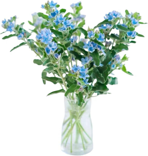 Cassiolina 10) Fresh Tweedia Blue Star Flowers Bouquet Light Blue Fresh Cut Flowers for Home Decor Wedding Floral