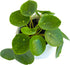 Chinese Money Plant Live (Pilea Peperomioides) in White Geometric Self-Watering Planter, Modern Indoor Houseplant