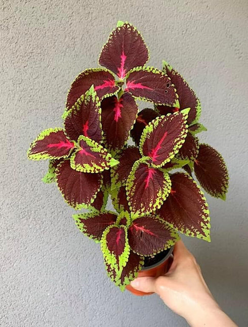 Generic (3 Pack), Bloom & Beyond Live Plants Real Indoor Houseplants, Low Maintenance, Easy Growing, Air Purifying