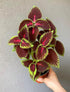 Generic (3 Pack), Bloom & Beyond Live Plants Real Indoor Houseplants, Low Maintenance, Easy Growing, Air Purifying