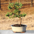 Brussel's Bonsai - Live Green Mound Juniper Bonsai Tree, Outdoor Bonsai Tree Live Plant, Medium Bonsai for Patio Garden