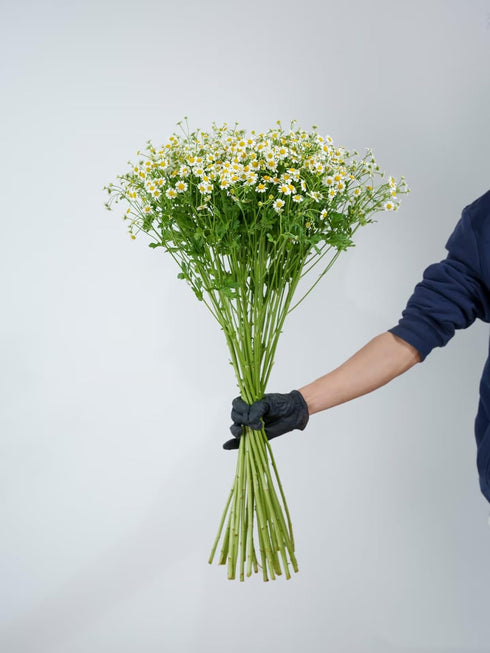 15 Stems Chamomile Daisy Fresh Cut Flowers Perfect for Home Decor Birthdays Anniversaries Healing Sympathy Friendship