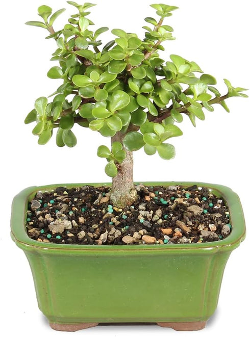 Brussel's Bonsai - Live Dwarf Jade Bonsai Tree in a Ceramic Bonsai