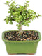 Brussel's Bonsai - Live Dwarf Jade Bonsai Tree in a Ceramic Bonsai