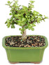 Brussel's Bonsai - Live Dwarf Jade Bonsai Tree in a Ceramic Bonsai