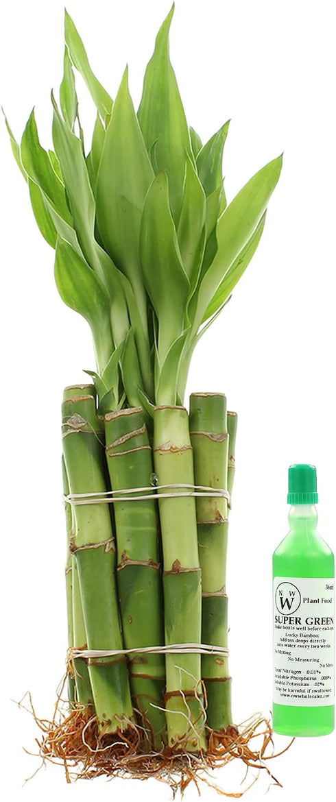 NW Wholesaler - Live Lucky Bamboo 4" Straight Stalks and Bottle of