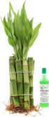 NW Wholesaler - Live Lucky Bamboo 4" Straight Stalks and Bottle of