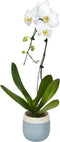 Large White Live Orchids Blooming in 5" Blue & White Orchid Pot,