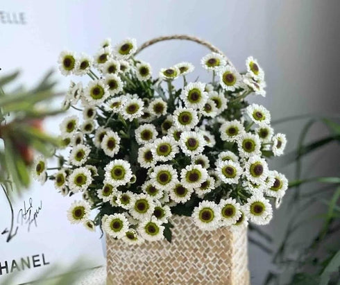 19 Stems Fresh Panda Bicolor Daisies Flowers Well Maintained Long Blooming Hydroponic Flower Arrangement Gift for Home