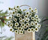 19 Stems Fresh Panda Bicolor Daisies Flowers Well Maintained Long Blooming Hydroponic Flower Arrangement Gift for Home