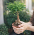 5X AVERGO Bonsai Tree Kit Classic - Unique Japanese Bonzai Trees | Complete Indoor Bonsai Starter Kits for Growing