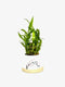 Generic Live Two Tier Lucky Bamboo Plant in Your The Wind in My