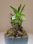Mini Bonsai Dendrobium Huoshan Mizhu with Purple Sand Pot